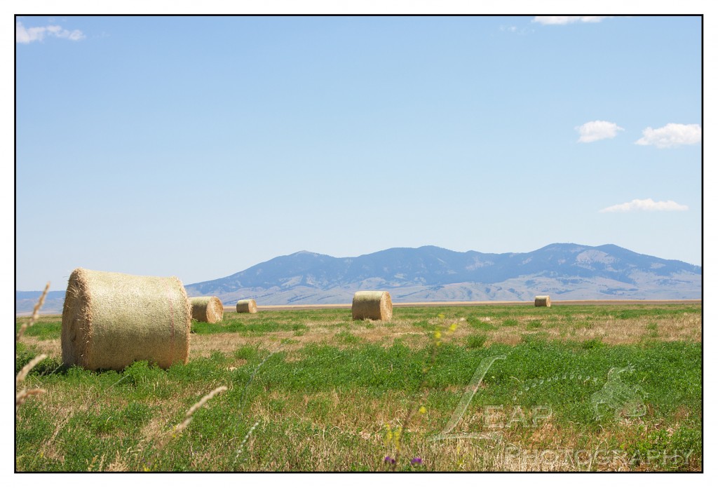 round hay bails in a field