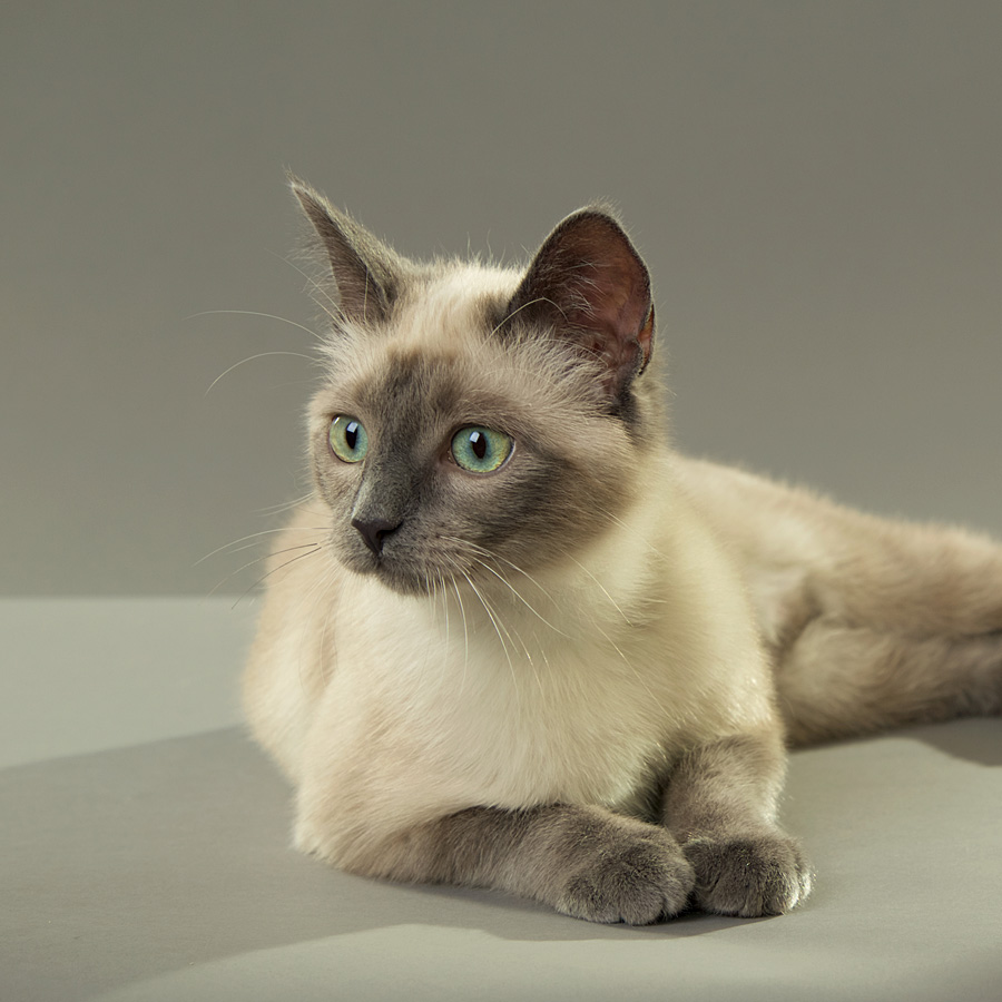 photo of a siamese kitten